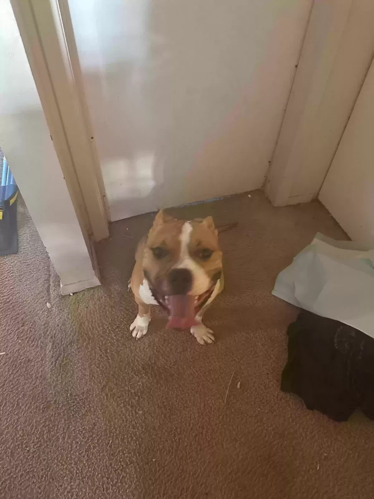 Lost dog in Flint, MI, 48504