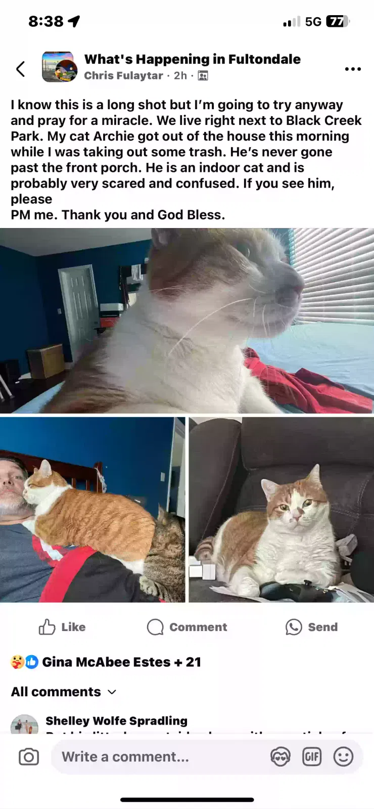 Lost cat in Birmingham, AL, 35217