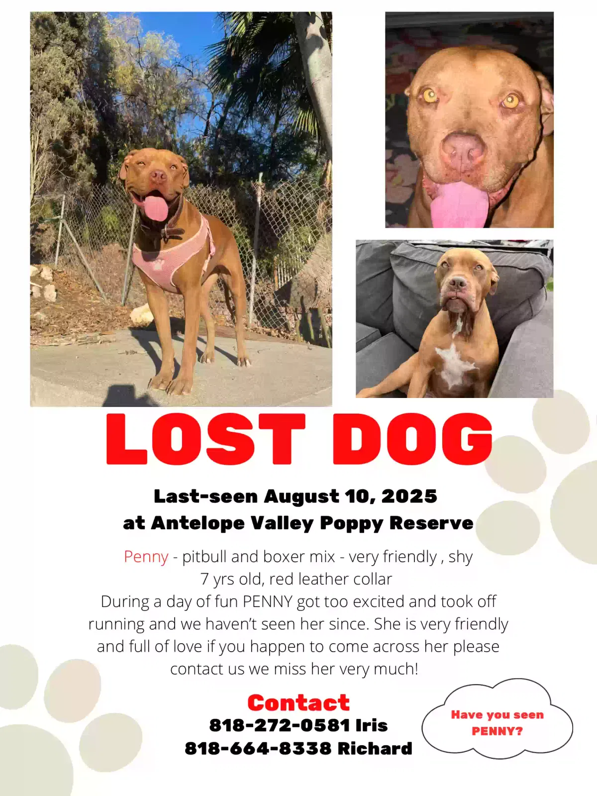 Lost dog in Pacoima, CA, 91331