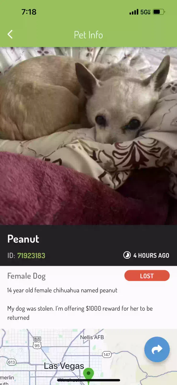 Lost dog in Las Vegas, NV, 89122