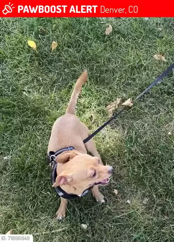 Lost dog in Denver, CO, 80219