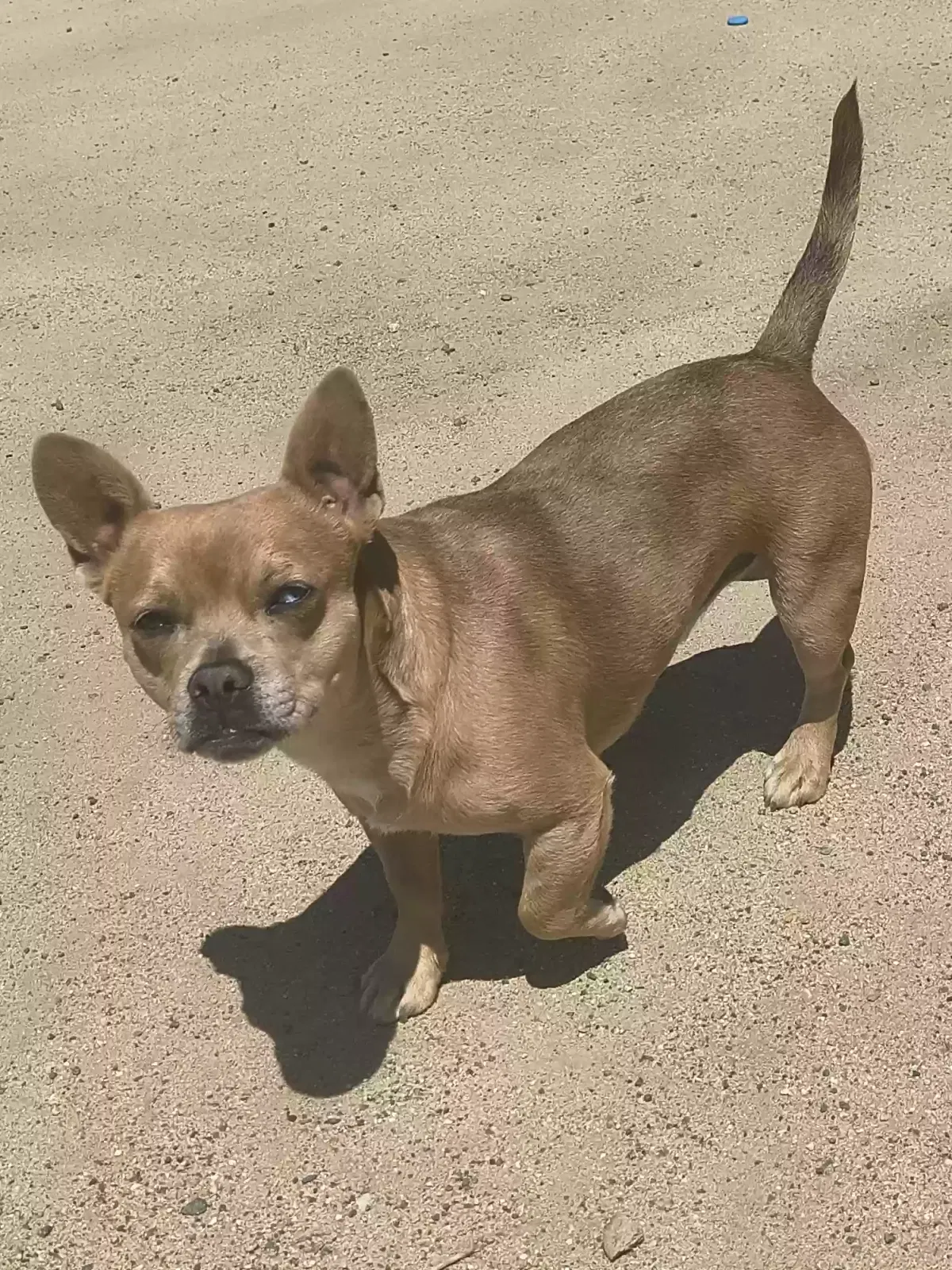Lost dog in Temecula, CA, 92592