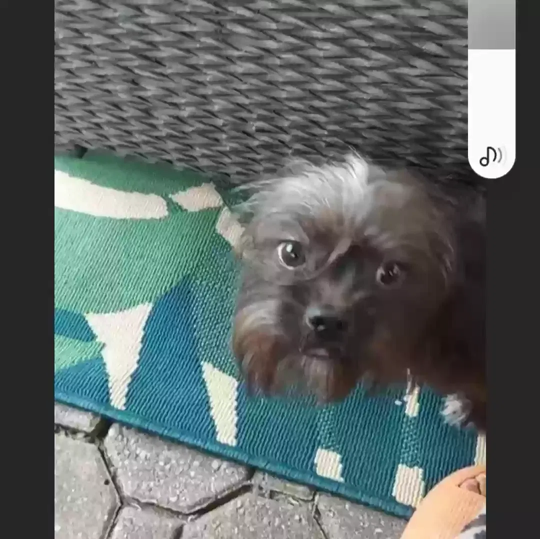 Found dog in Atlanta, GA, 30349