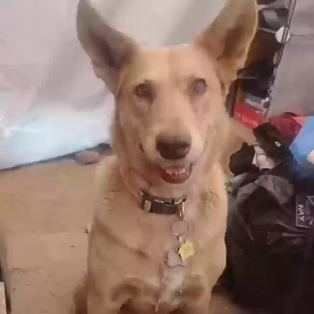 Lost dog in Tucson, AZ, 85706