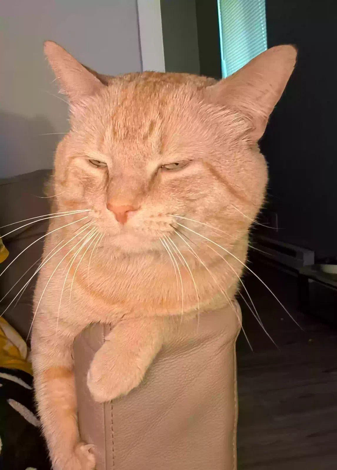 Lost cat in Winston Salem, NC, 27101