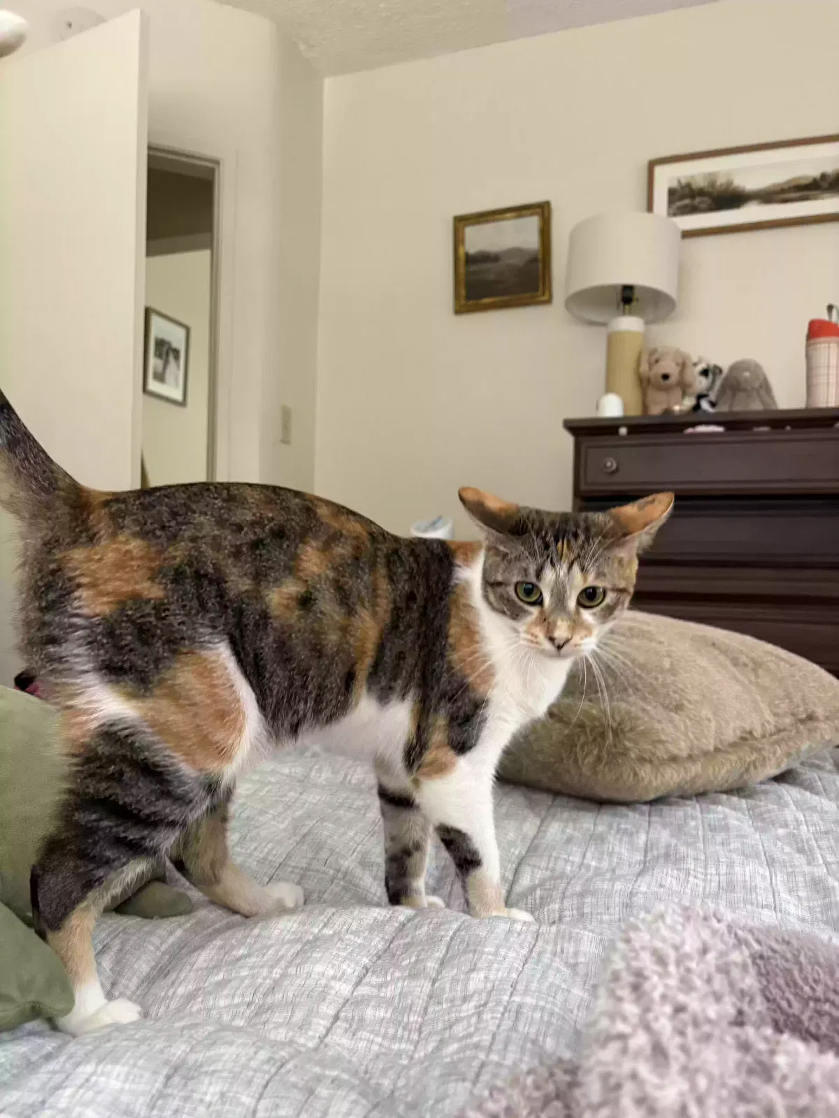 Lost cat in Blythe, CA, 92225