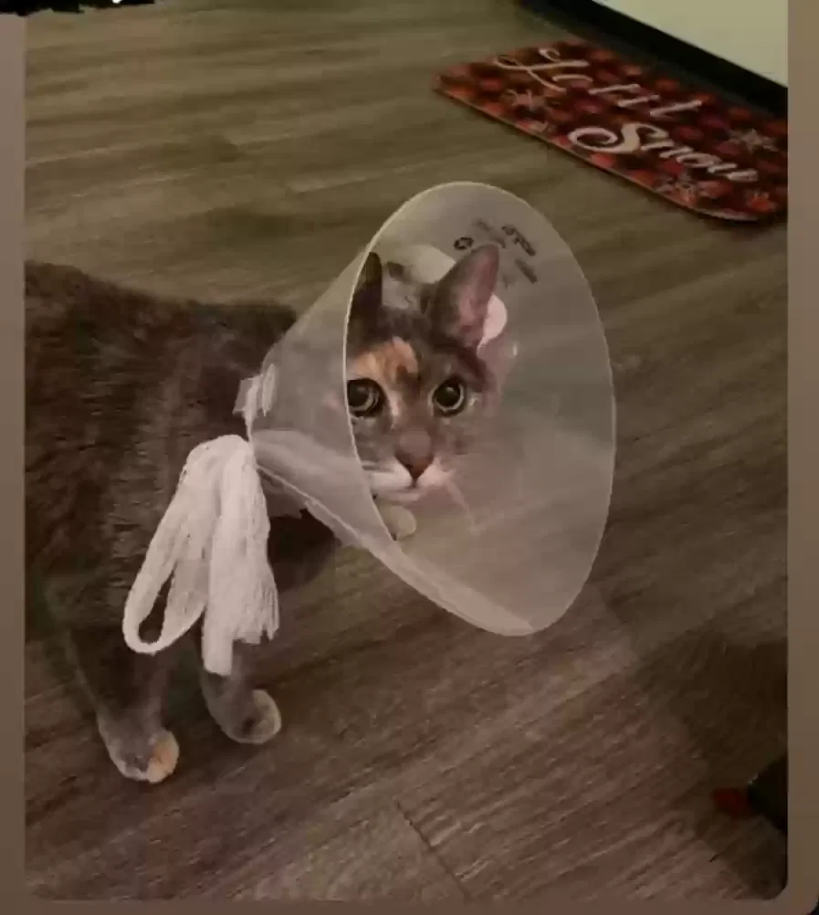 Lost cat in Murrieta, CA, 92563