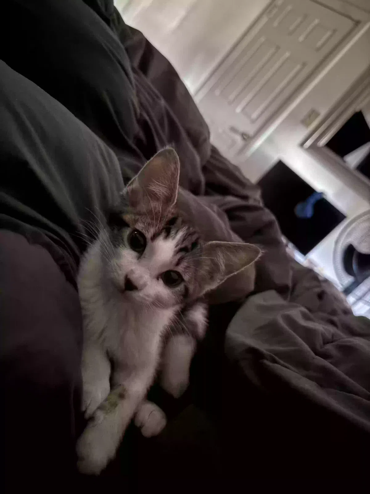 Lost cat in Goodyear, AZ, 85338