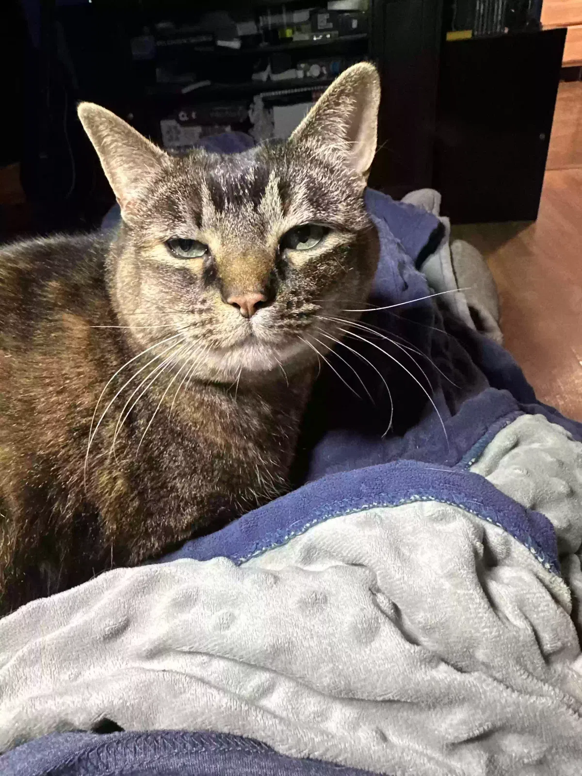Lost cat in Johnson City, NY, 13790