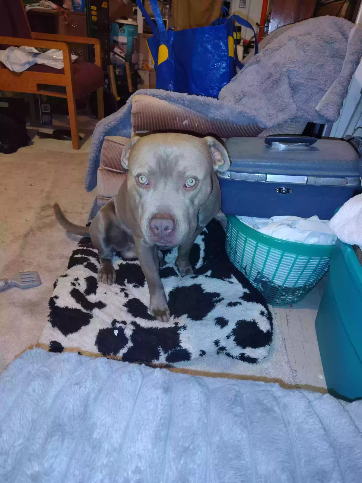 Lost dog in San Diego, CA, 92109