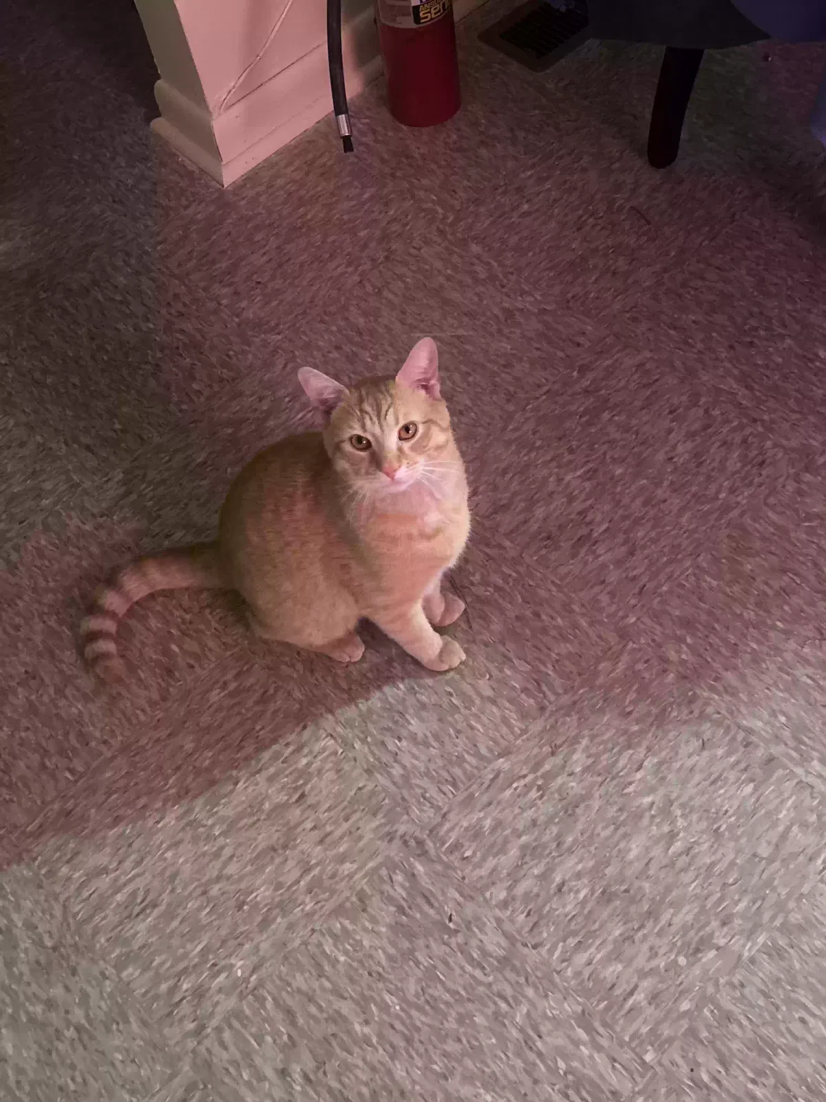 Lost cat in Fayetteville, NC, 28314