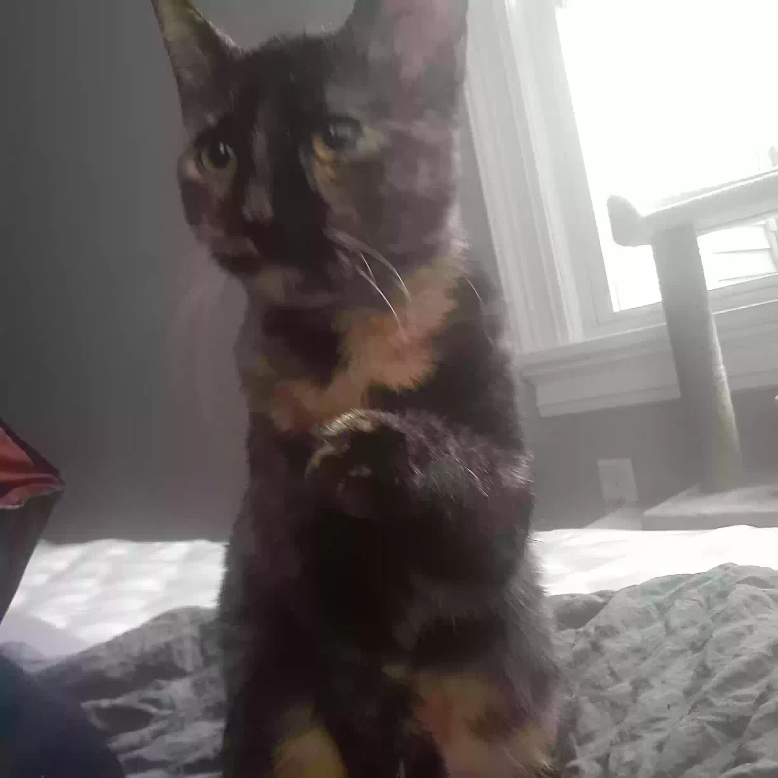 Lost cat in Haverhill, MA, 1832
