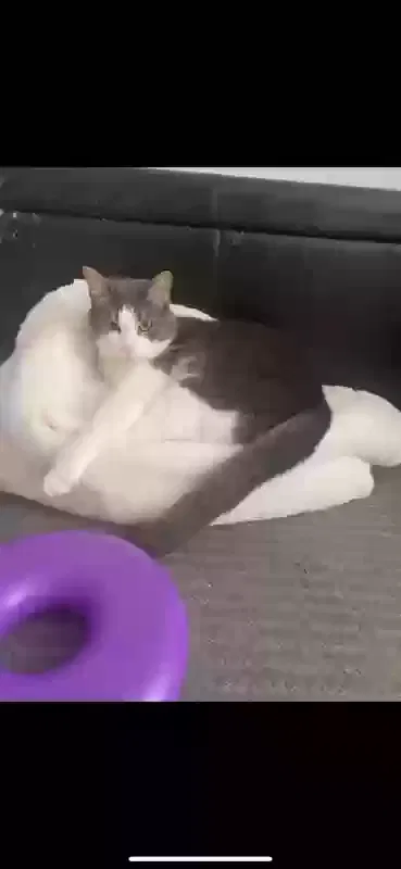 Lost cat in New Haven, IN, 46774