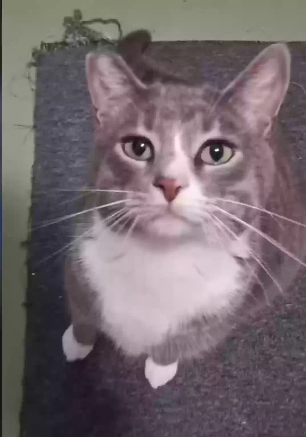 Lost cat in Vista, CA, 92084