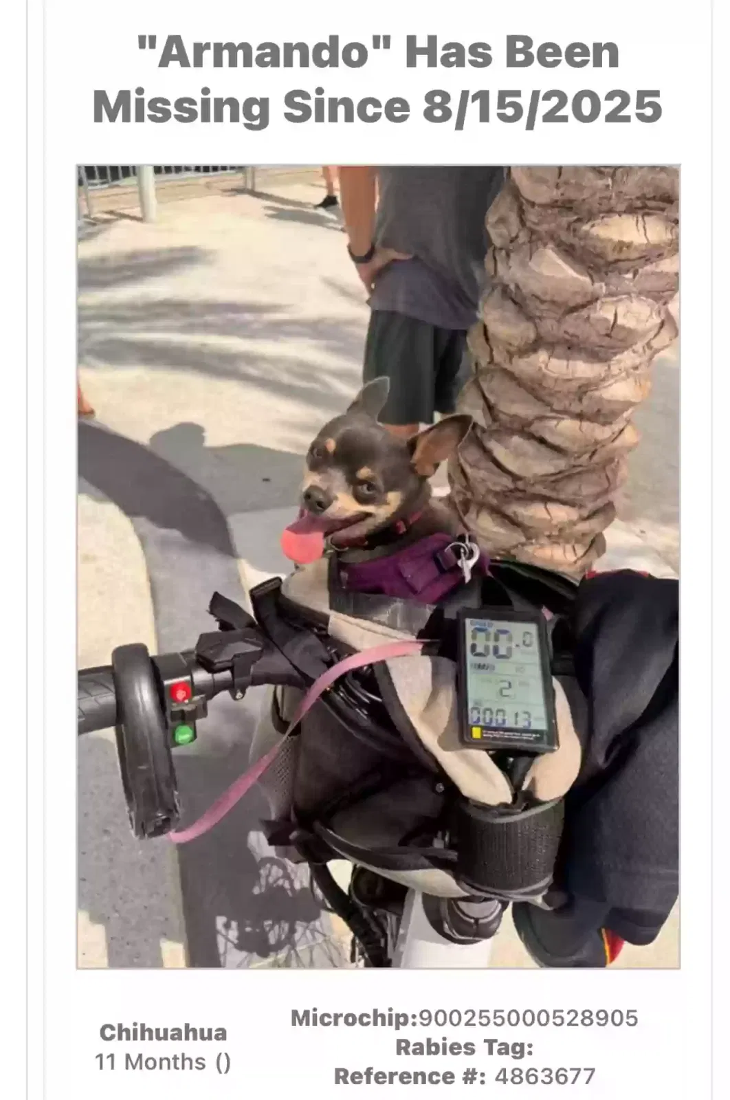 Lost dog in Fort Lauderdale, FL, 33308