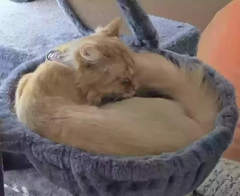 Lost cat in Los Lunas, NM, 87031