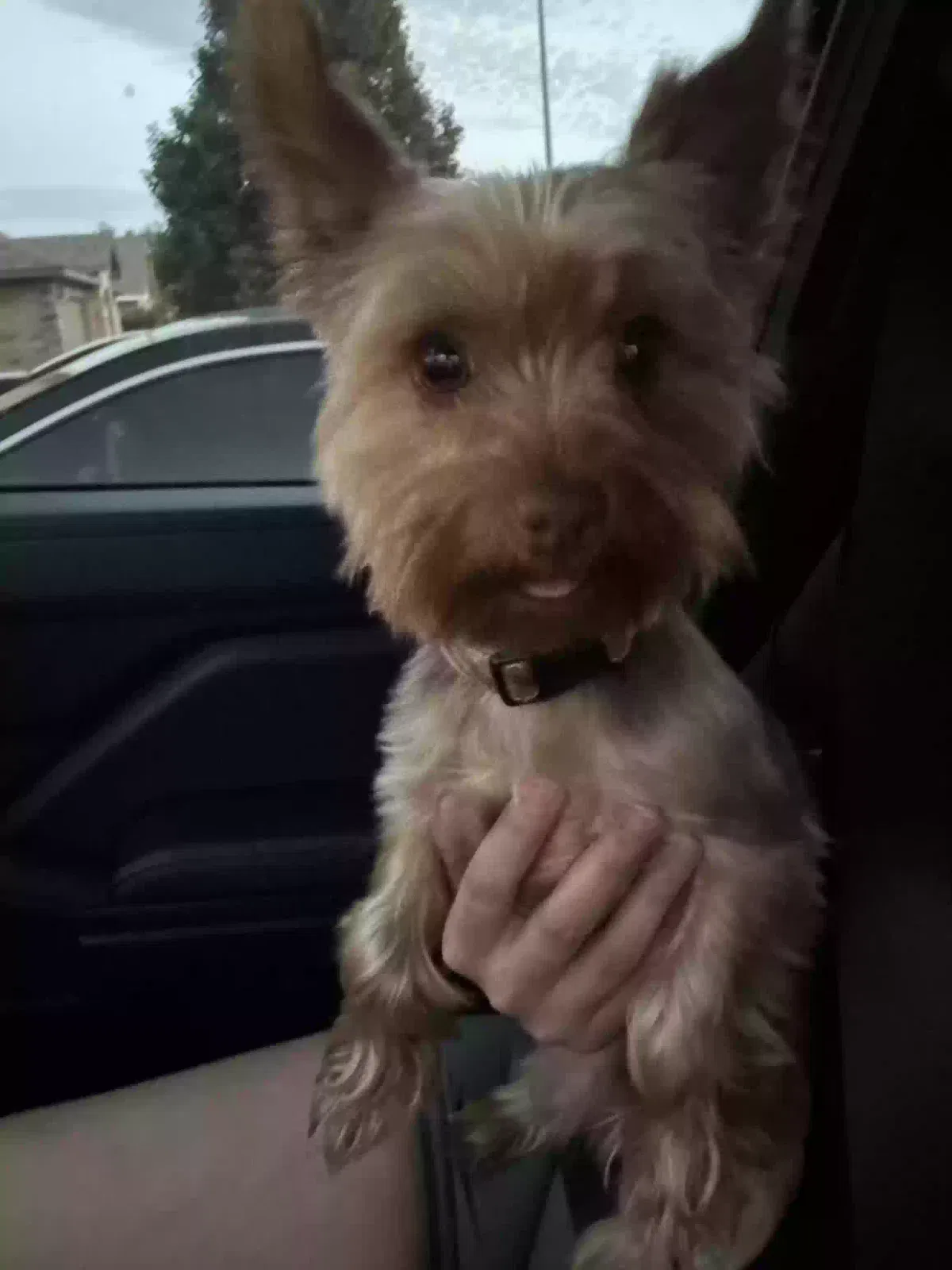 Lost dog in Fort Worth, TX, 76112