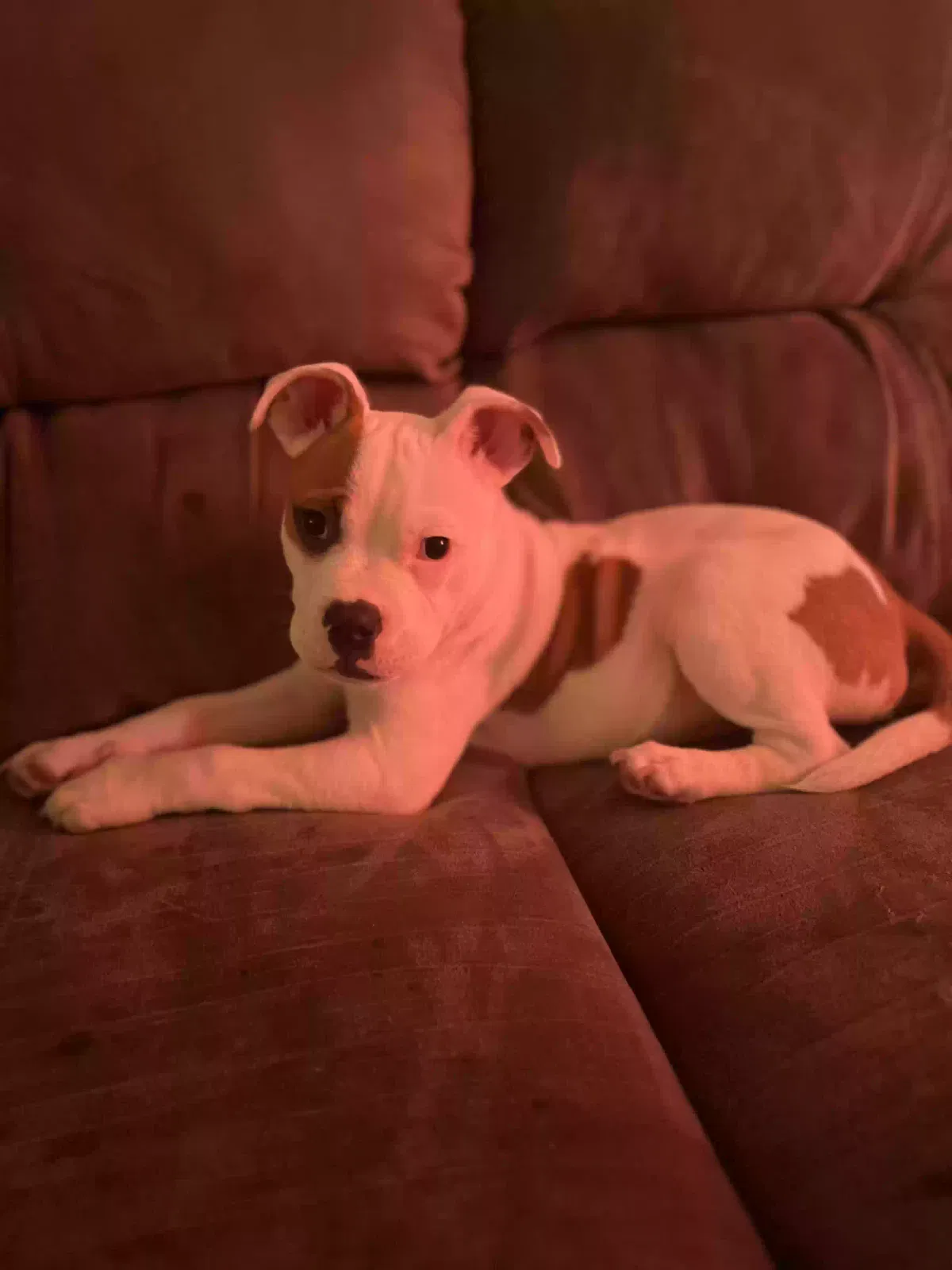 Lost dog in Winston Salem, NC, 27105