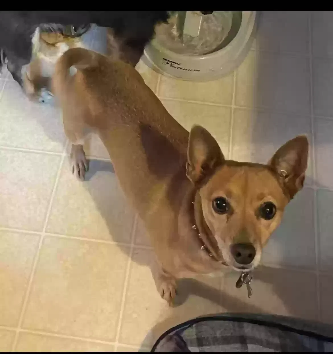 Lost dog in Brookpark, OH, 44142