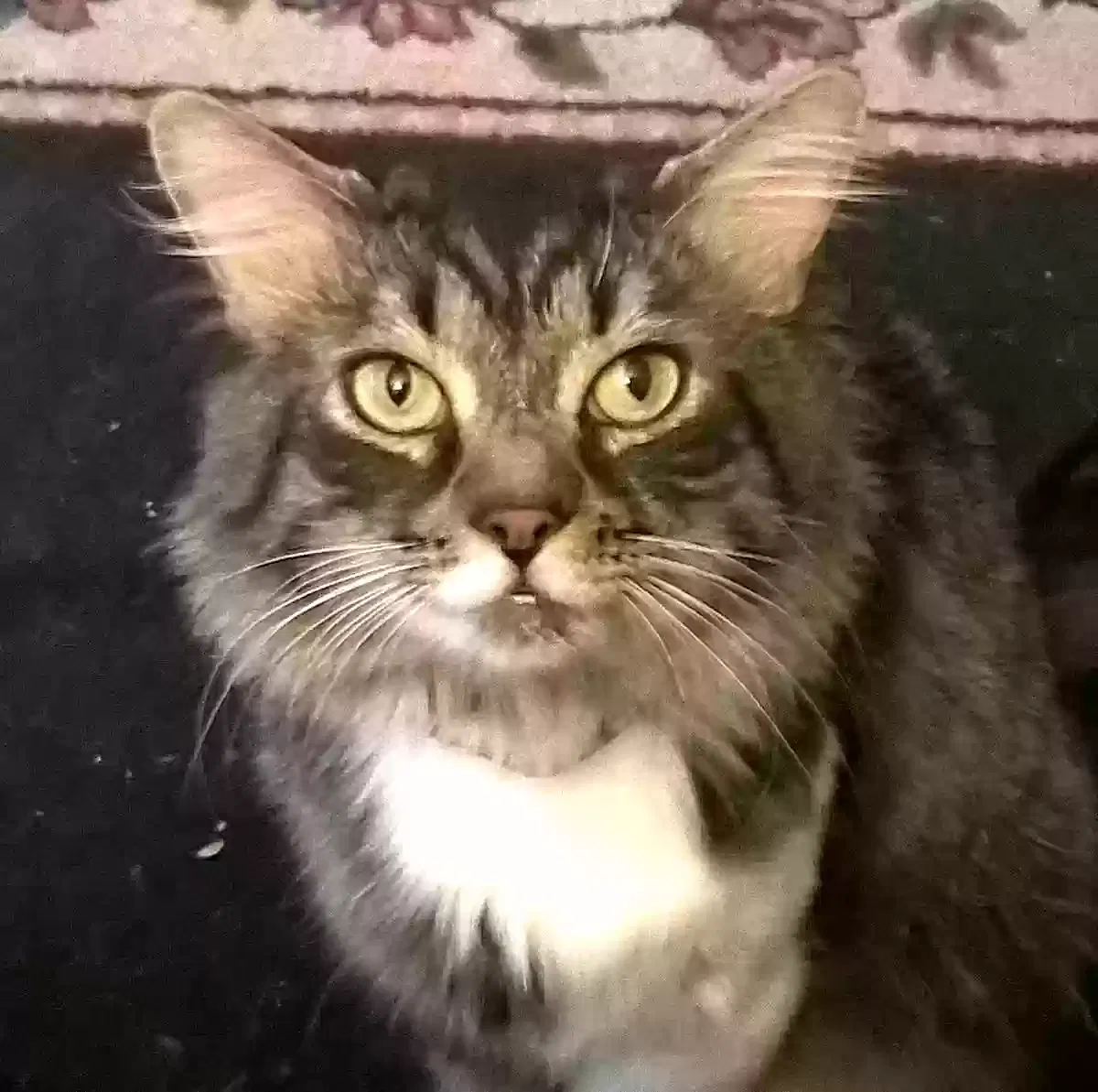 Lost cat in Clinton, SC, 29325