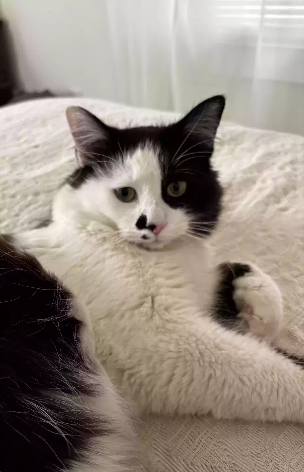Lost cat in Laceys Spring, AL, 35754