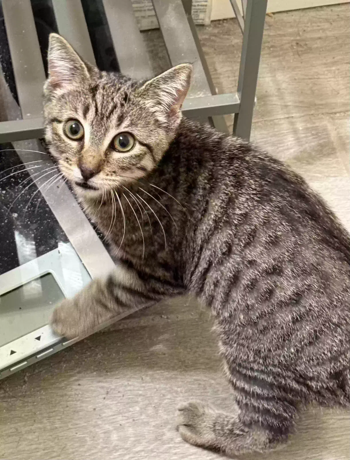 Found cat in Merced, CA, 95340