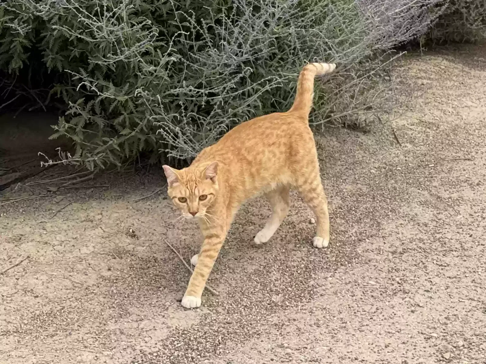 Lost cat in Meridian, ID, 83642