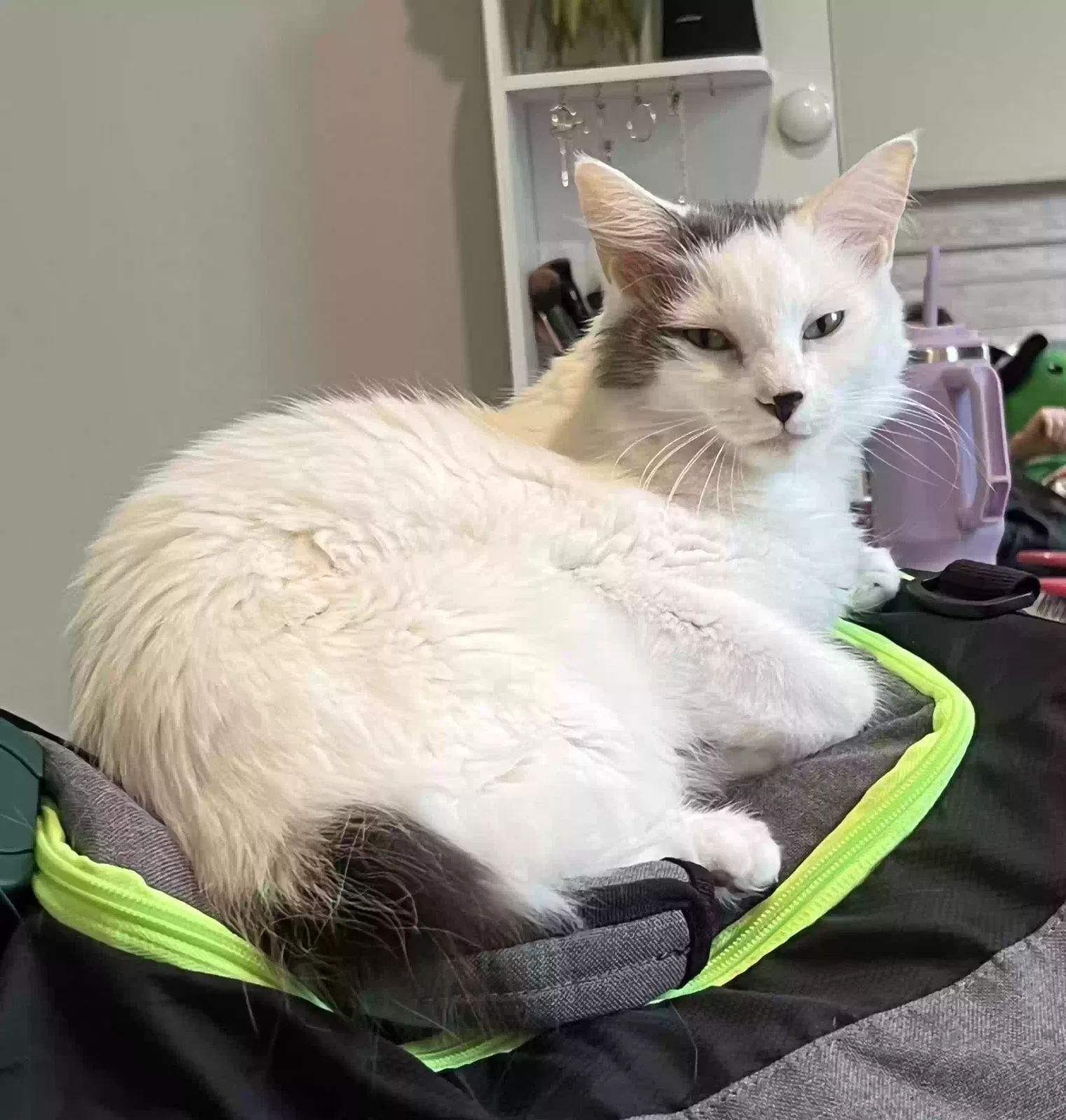 Lost cat in North Port, FL, 34288