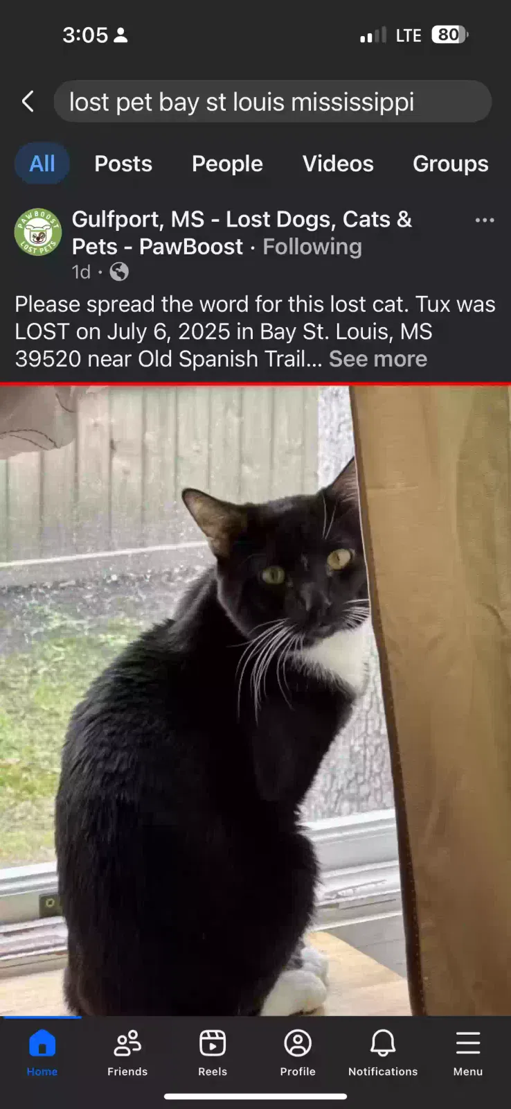 Lost cat in Bay Saint Louis, MS, 39520