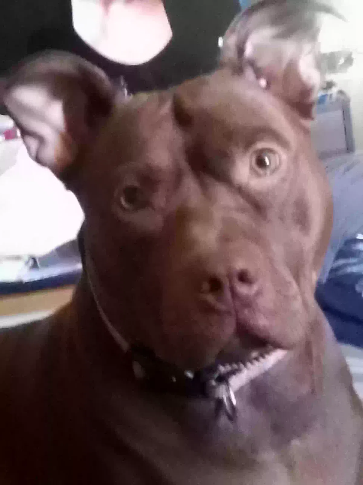 Lost dog in Evansville, IN, 47710