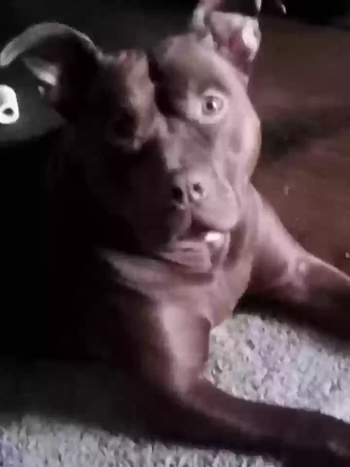 Lost dog in Evansville, IN, 47710