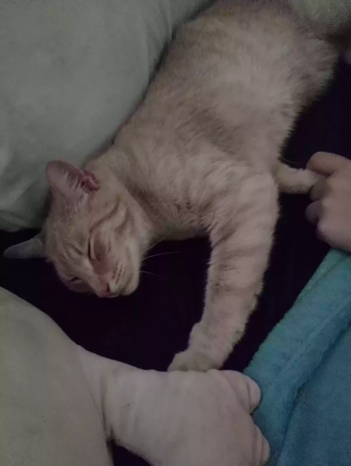 Lost cat in Seattle, WA, 98178