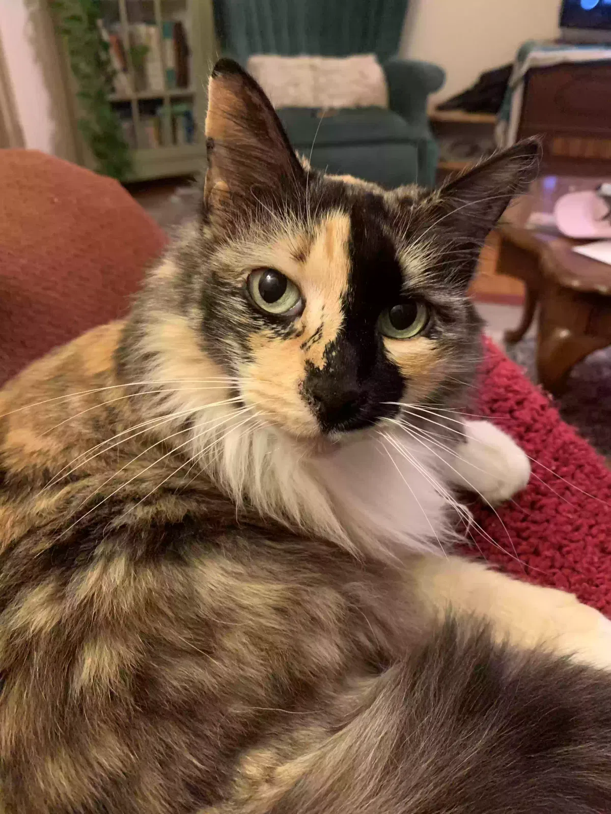 Lost cat in Sacramento, CA, 95820