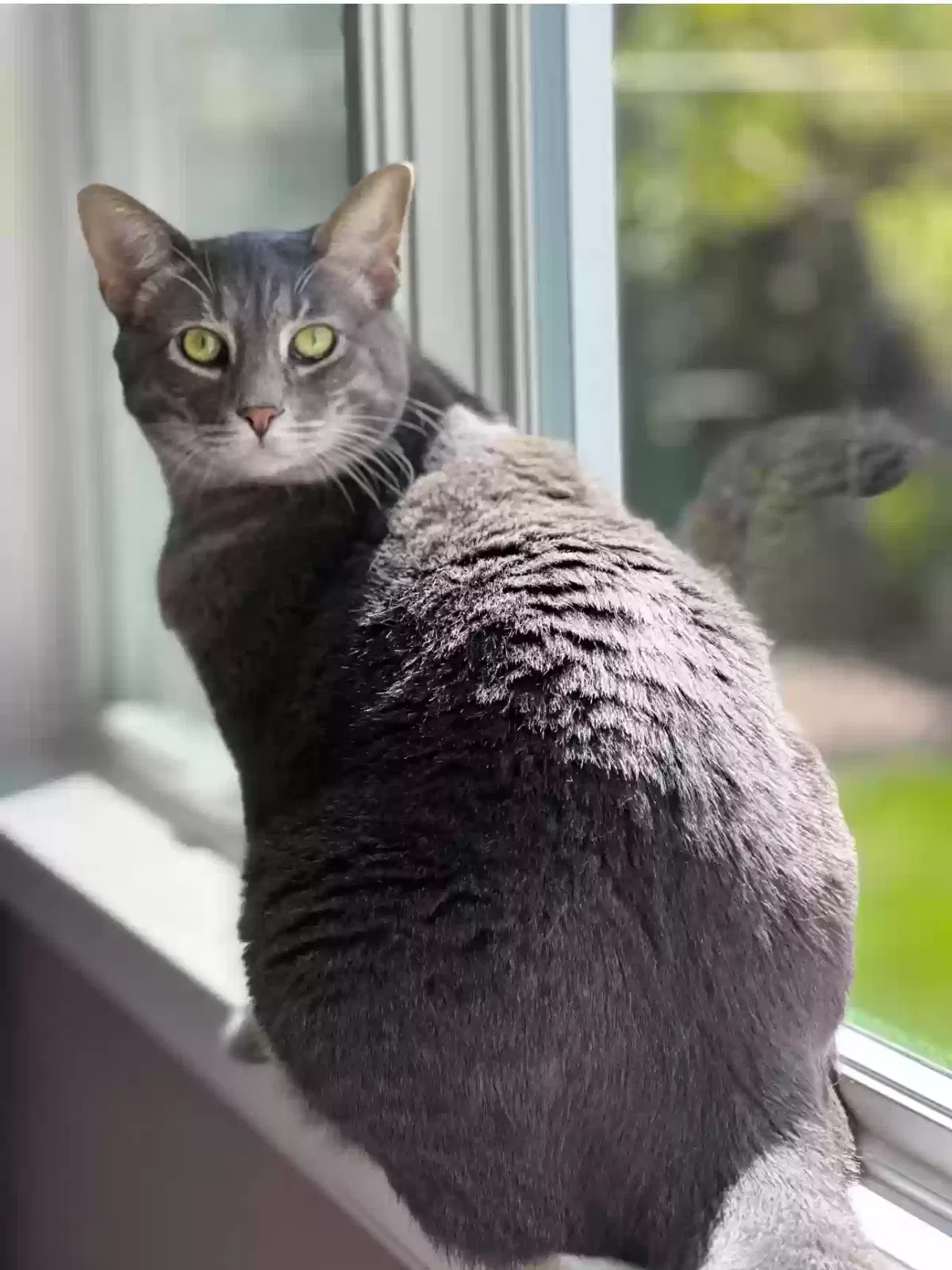 Lost cat in Rohnert Park, CA, 94928