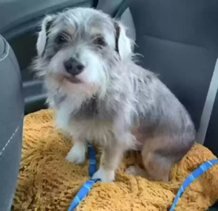 Lost dog in Fort Lauderdale, FL, 33313