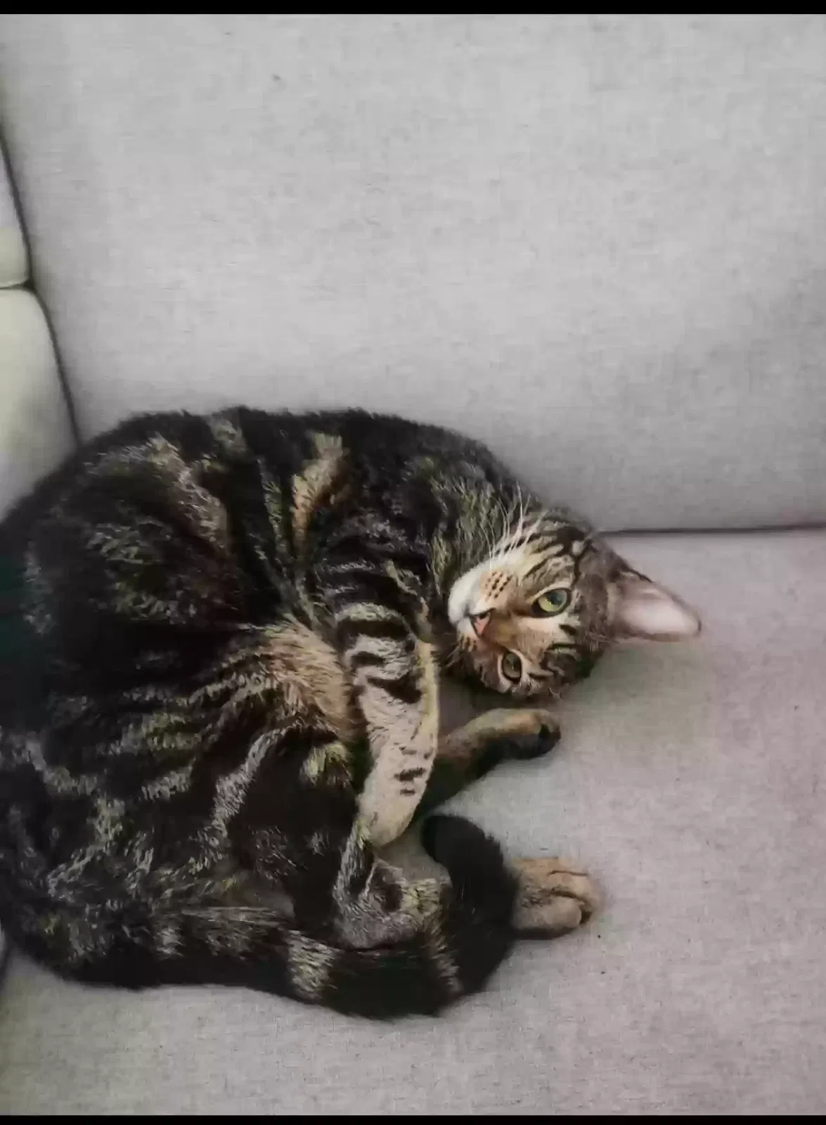 Missing Cat