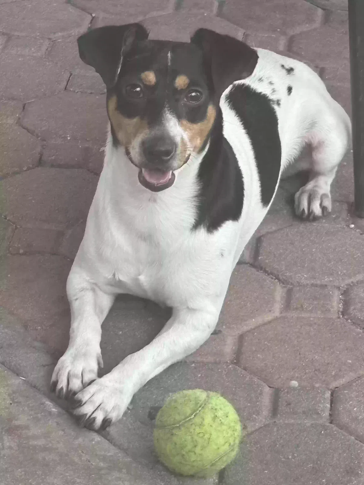 Lost dog in West Palm Beach, FL, 33406