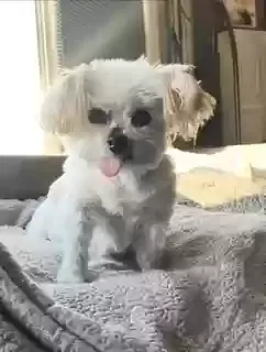 Lost dog in Castro Valley, CA, 94546