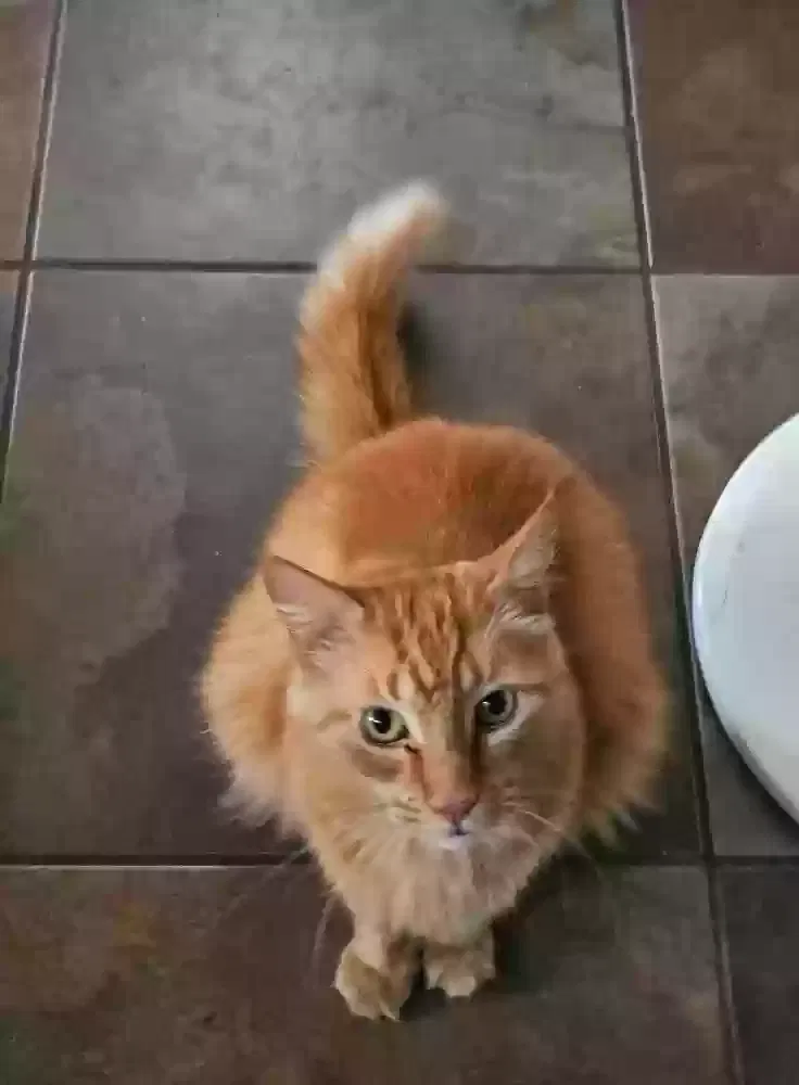 Lost cat in Marysville, CA, 95901