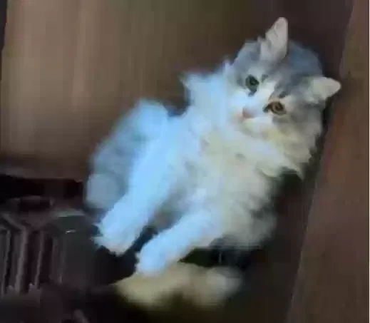 Lost cat in Stamford, CT, 6905