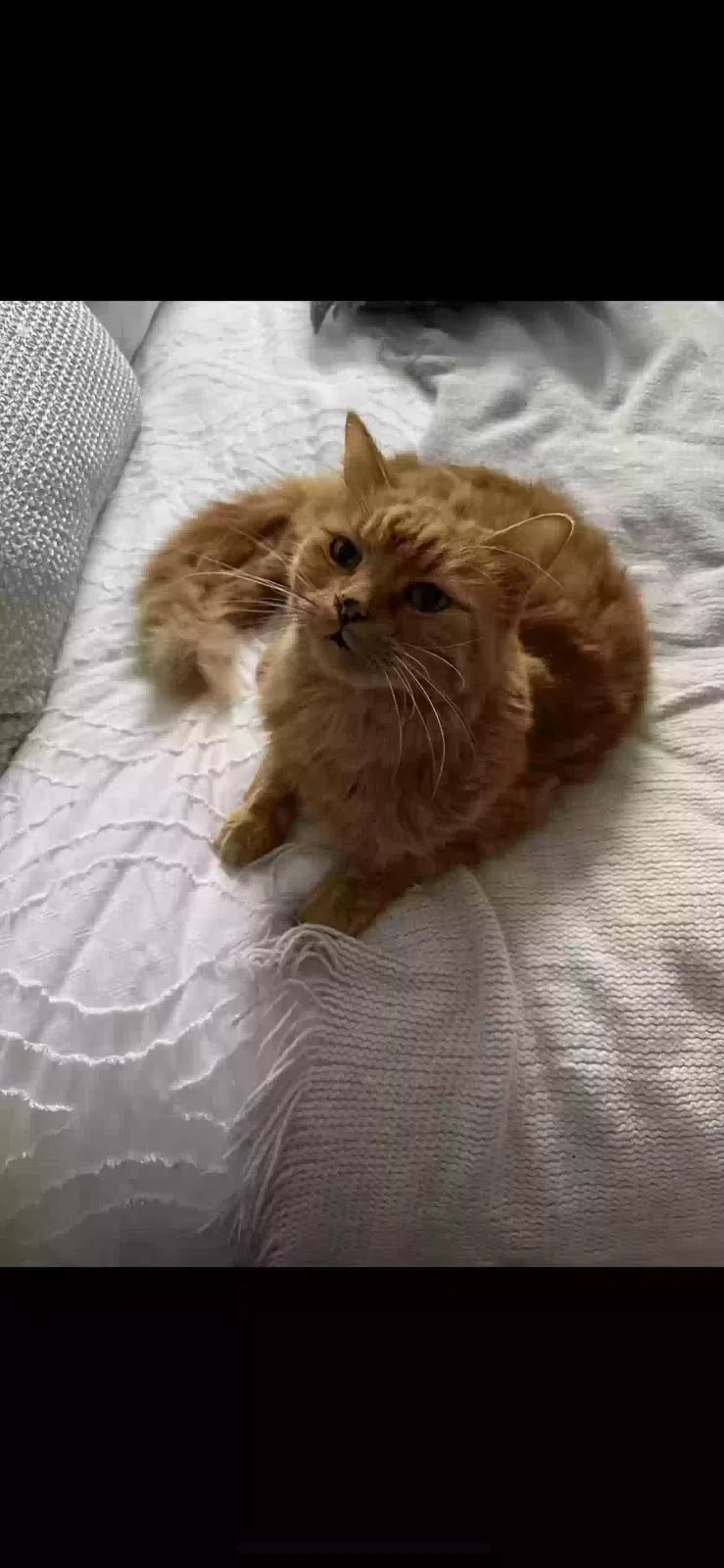 Lost cat in Lewisville, TX, 75077