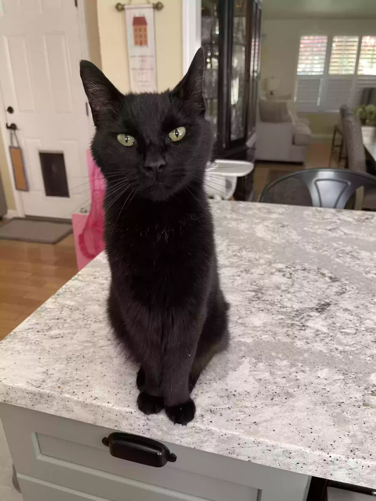 Lost cat in Clayton, CA, 94517