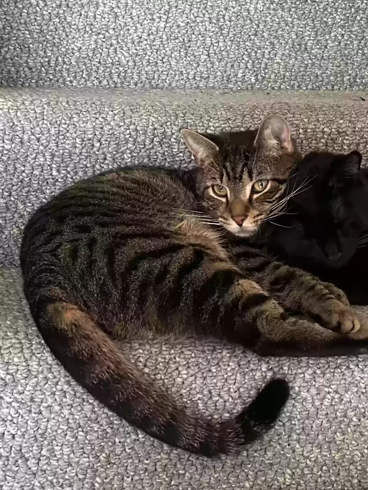 Lost cat in Pittsburgh, PA, 15229