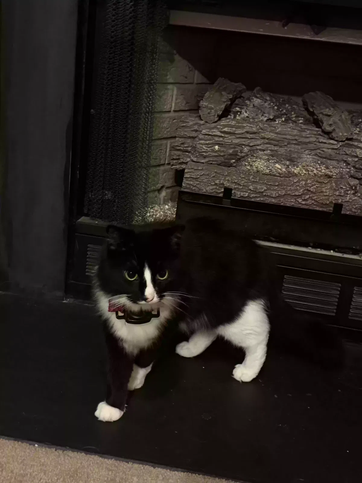 Lost cat in Stafford, VA, 22554