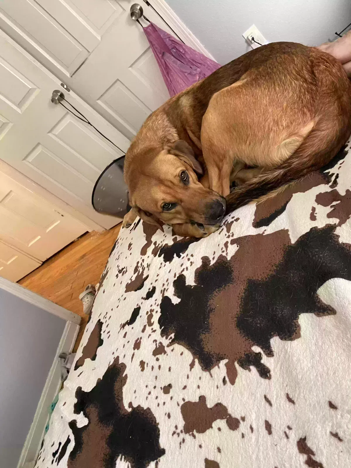 Lost dog in Fort Worth, TX, 76116