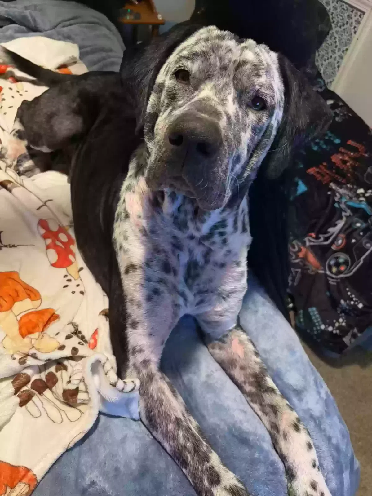 Lost dog in Muldraugh, KY, 40155