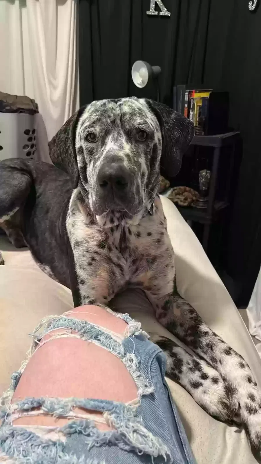 Lost dog in Muldraugh, KY, 40155