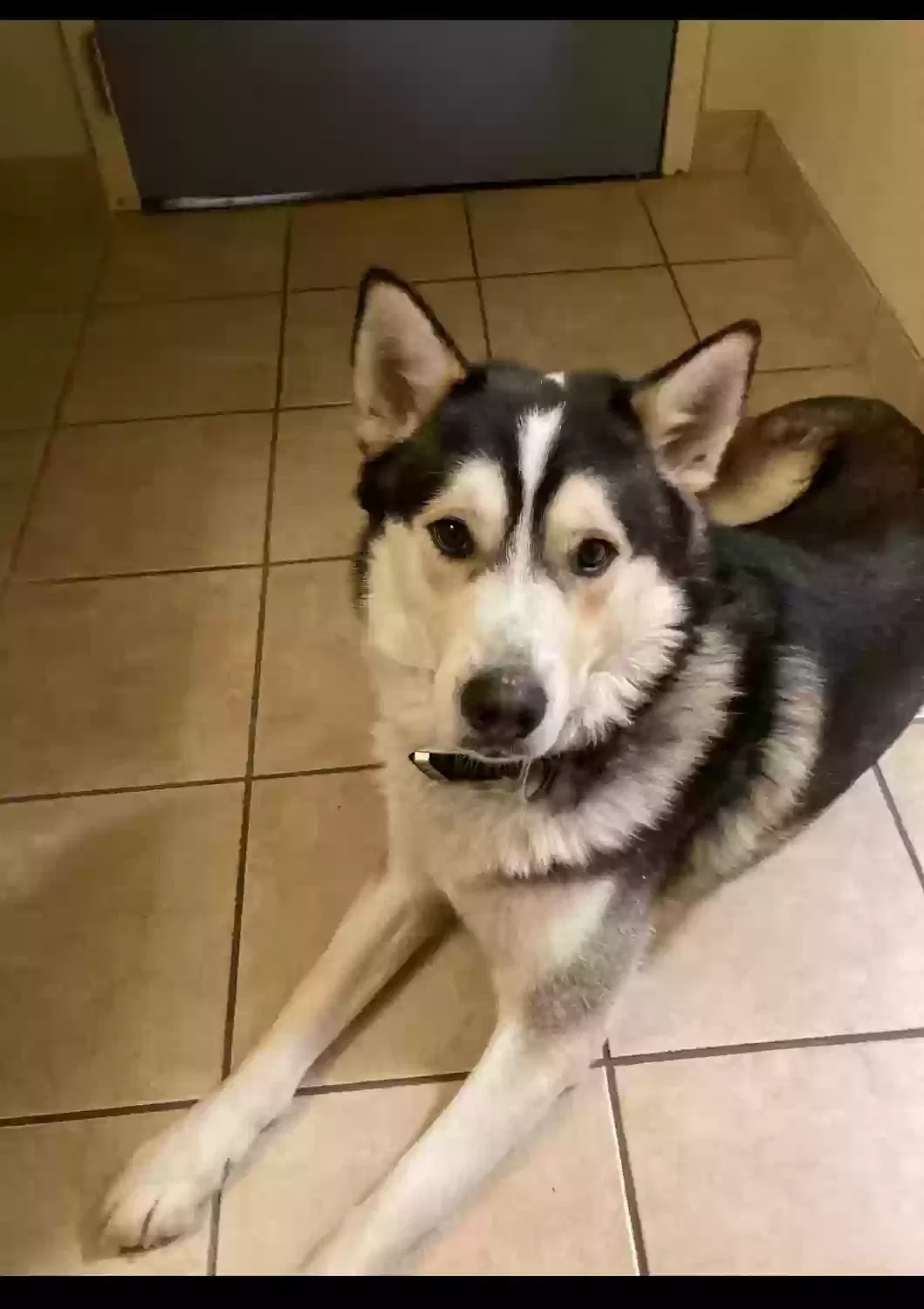 Lost dog in Salisbury, NC, 28144