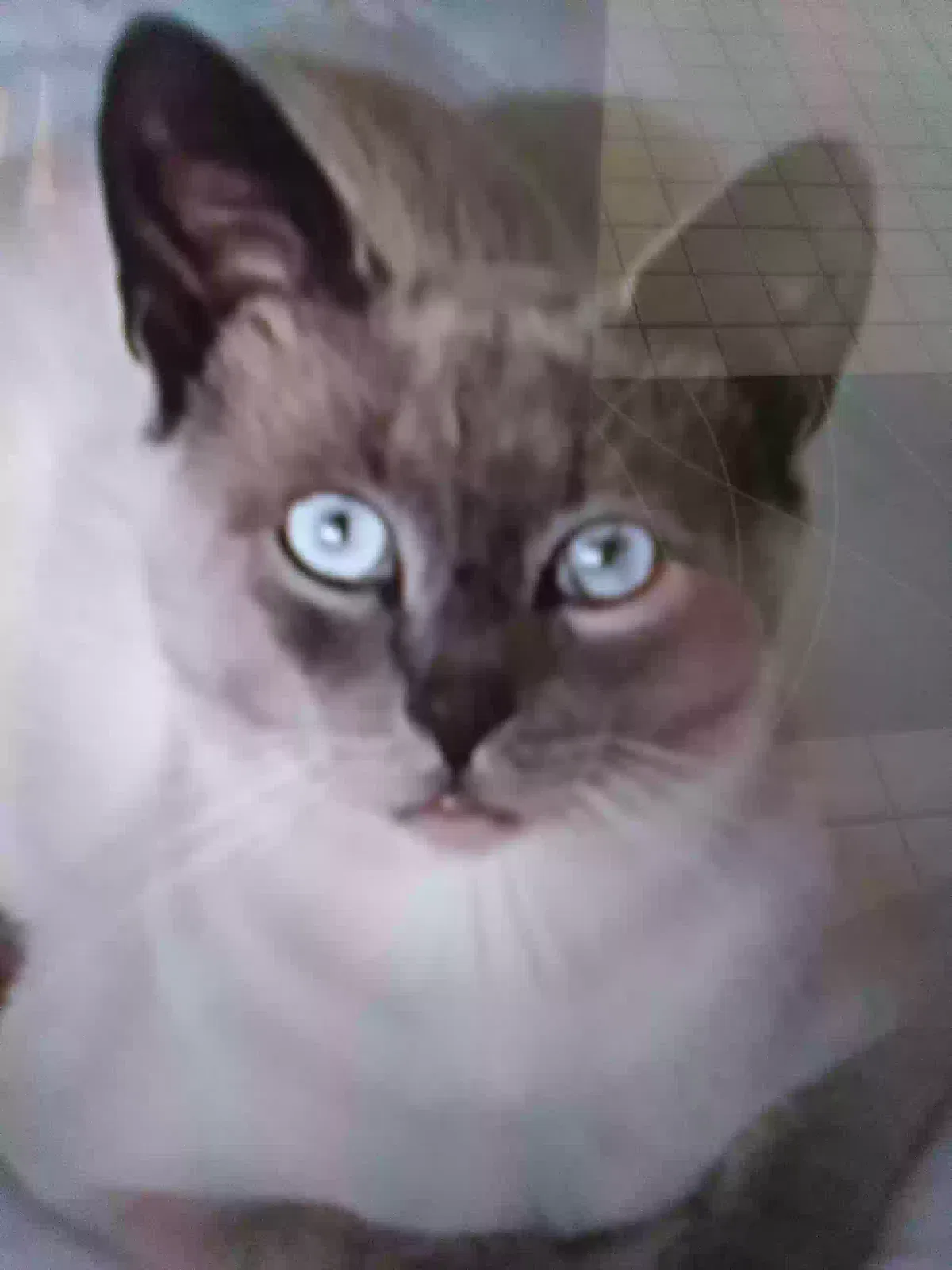 Lost cat in Gainesville, FL, 32607
