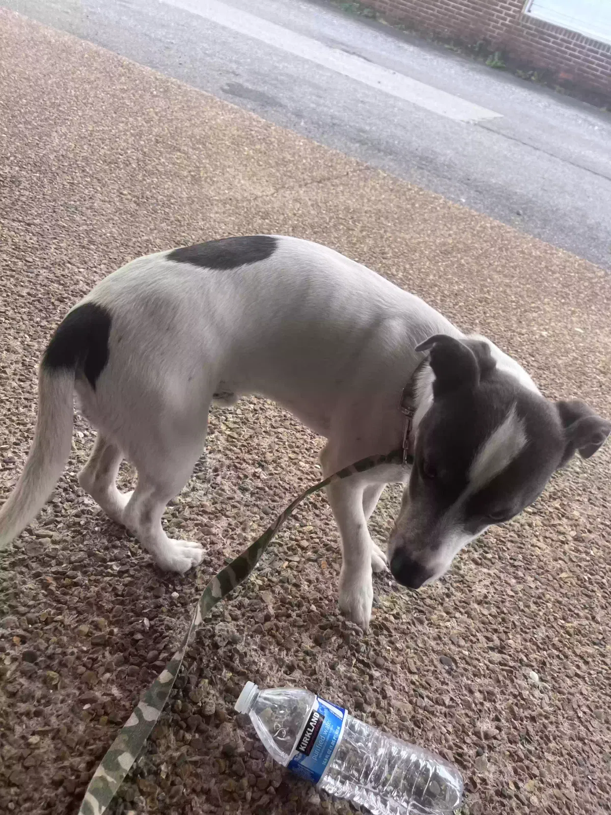 Lost dog in Cleveland, TN, 37312